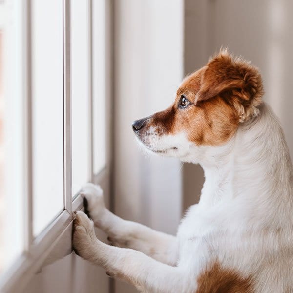 confused-doggo